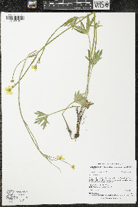 Ranunculus acriformis image