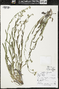 Hackelia cinerea image