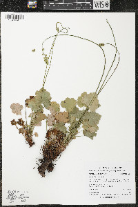 Heuchera grossulariifolia image