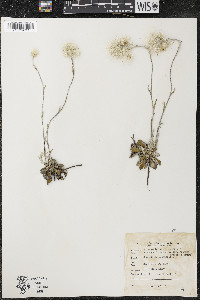 Antennaria howellii subsp. neodioica image