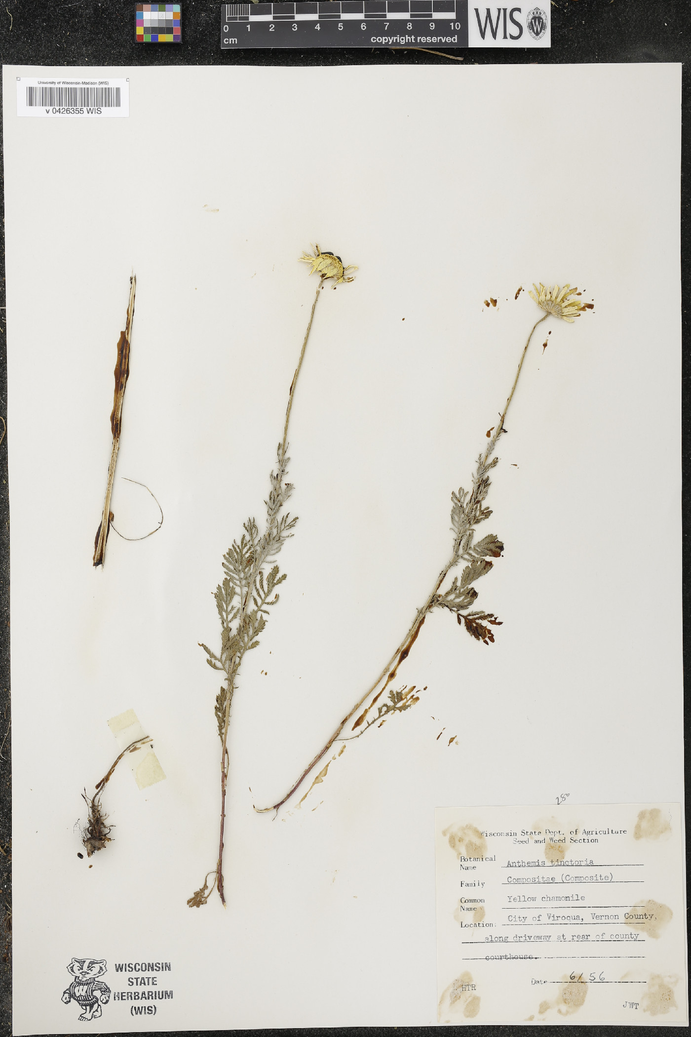 Cota tinctoria image