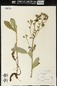 Hieracium scabrum image