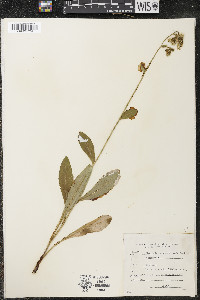 Hieracium scabrum var. scabrum image