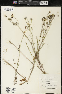 Crepis tectorum image