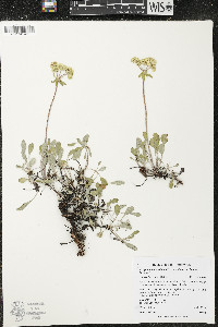 Eriogonum umbellatum var. dichrocephalum image