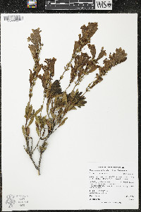 Penstemon fruticiformis var. fruticiformis image