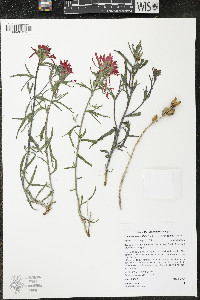 Castilleja angustifolia var. dubia image