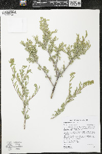 Grayia spinosa image