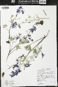 Delphinium nuttallianum image