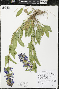 Penstemon payettensis image