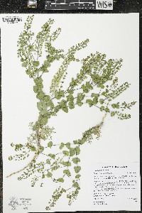 Lepidium perfoliatum image