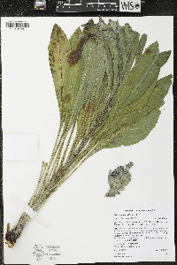 Cynoglossum officinale image