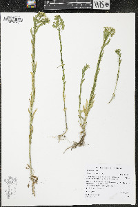 Thlaspi arvense image