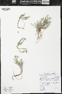Eremogone franklinii image