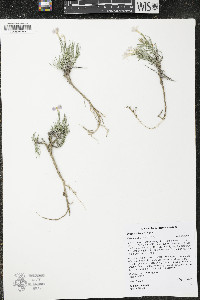 Phlox aculeata image