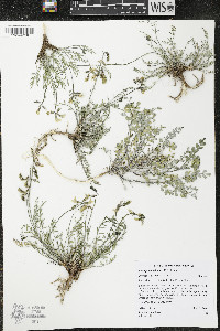Astragalus salmonis image