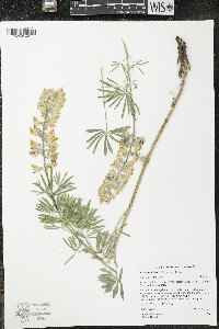 Lupinus arbustus image