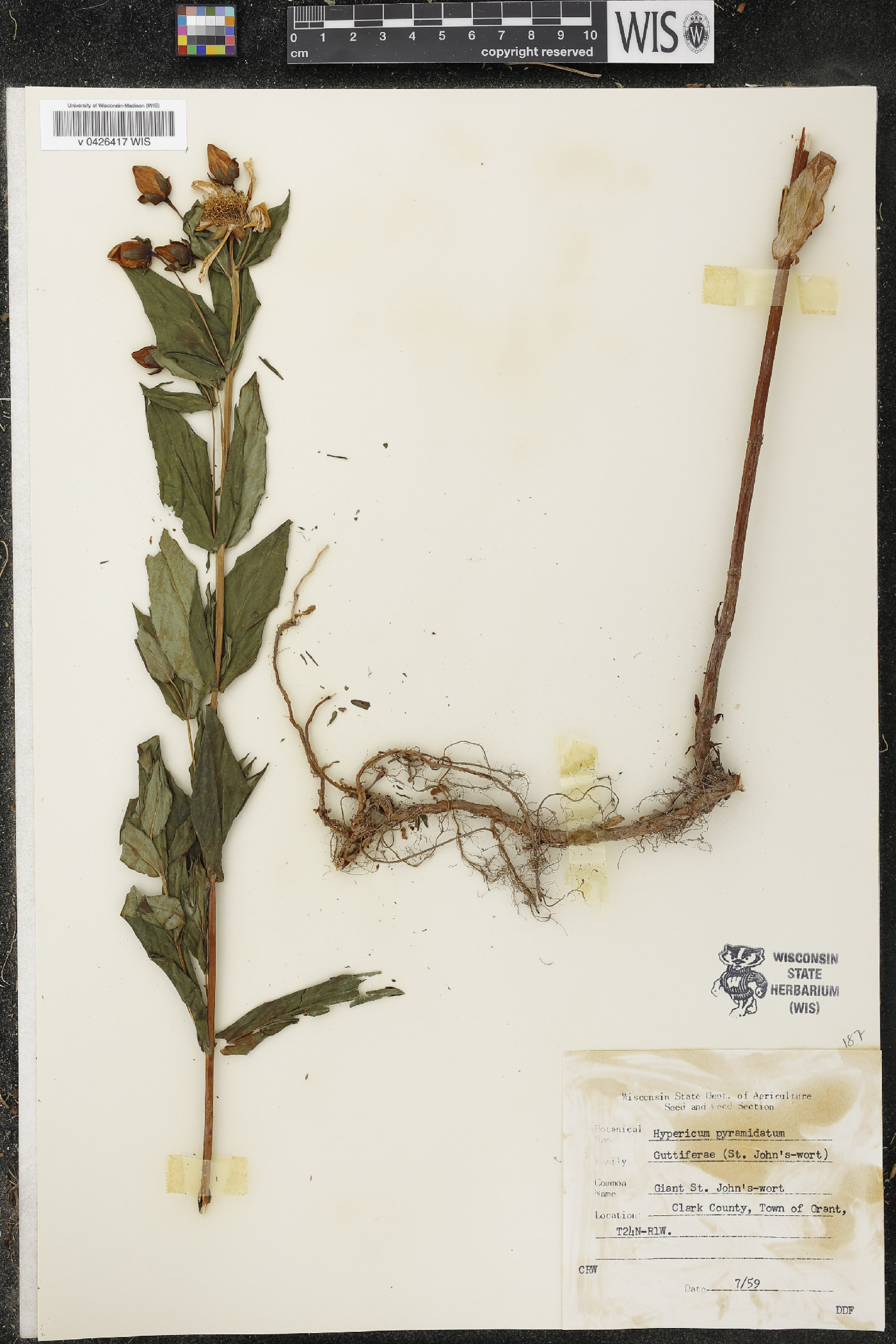 Hypericum ascyron subsp. pyramidatum image