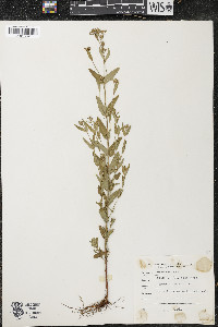 Hypericum majus image