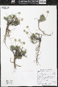 Nestotus stenophyllus image