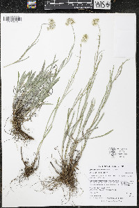 Antennaria luzuloides image