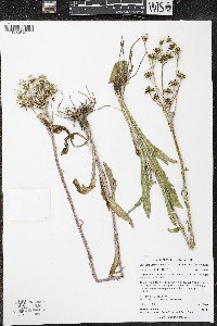 Senecio integerrimus image