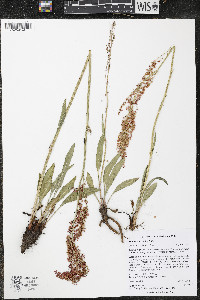 Rumex paucifolius image