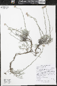 Antennaria microphylla image