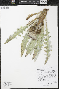 Cirsium scariosum image