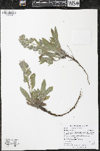 Phacelia hastata image