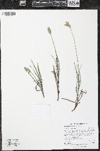 Agoseris parviflora image