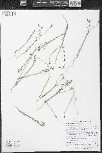 Blepharipappus scaber image