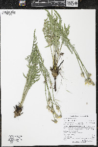 Crepis occidentalis image