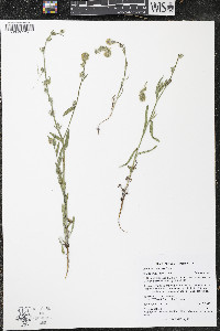 Amsinckia menziesii image