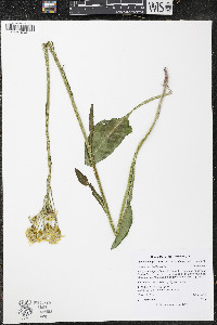 Senecio integerrimus var. exaltatus image