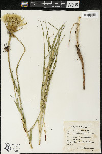 Tragopogon porrifolius image