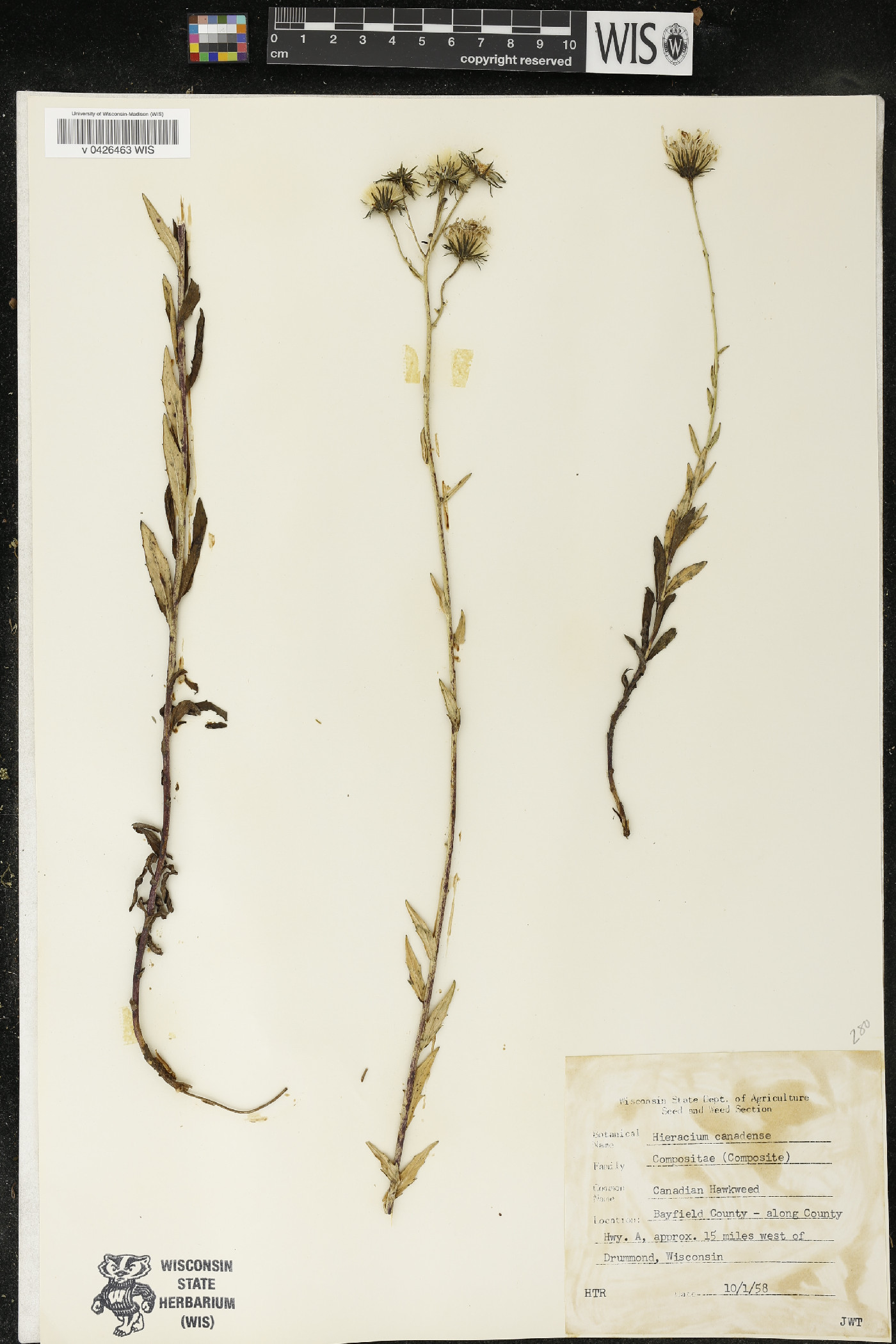 Hieracium canadense image
