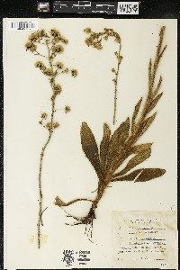 Hieracium longipilum image