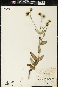 Hieracium umbellatum image