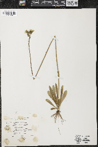 Hieracium caespitosum image