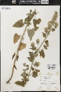 Nepeta cataria image