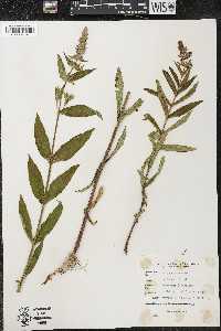 Stachys palustris image