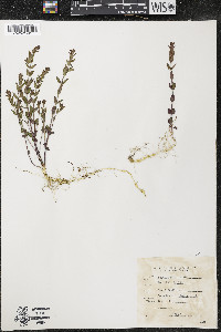 Scutellaria parvula image