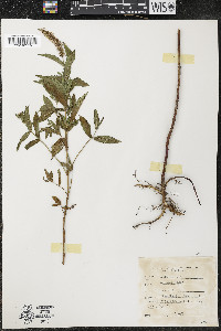 Mentha spicata image