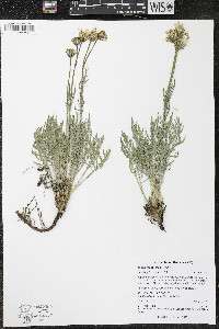 Crepis modocensis image