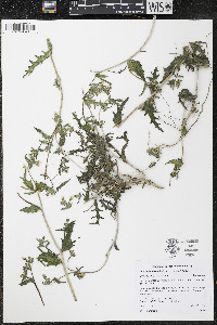 Mentzelia albicaulis image