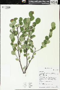 Betula pumila image