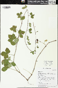 Rubus hispidus image