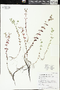 Hypericum boreale image