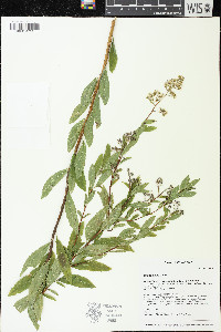 Spiraea alba image